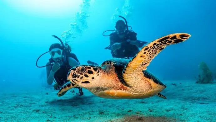 Two scuba divers observing a turtle underwater.