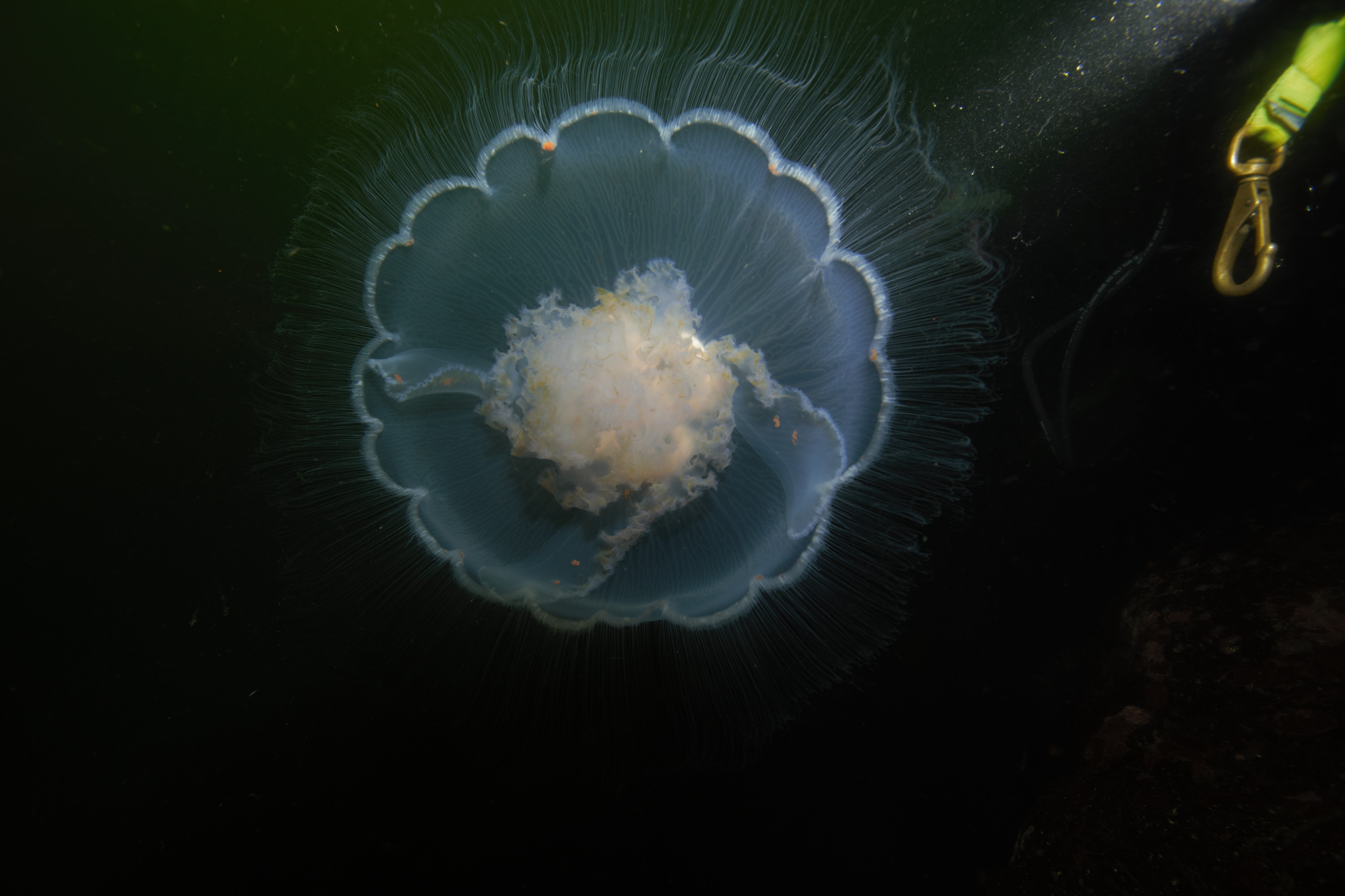 jelly fish