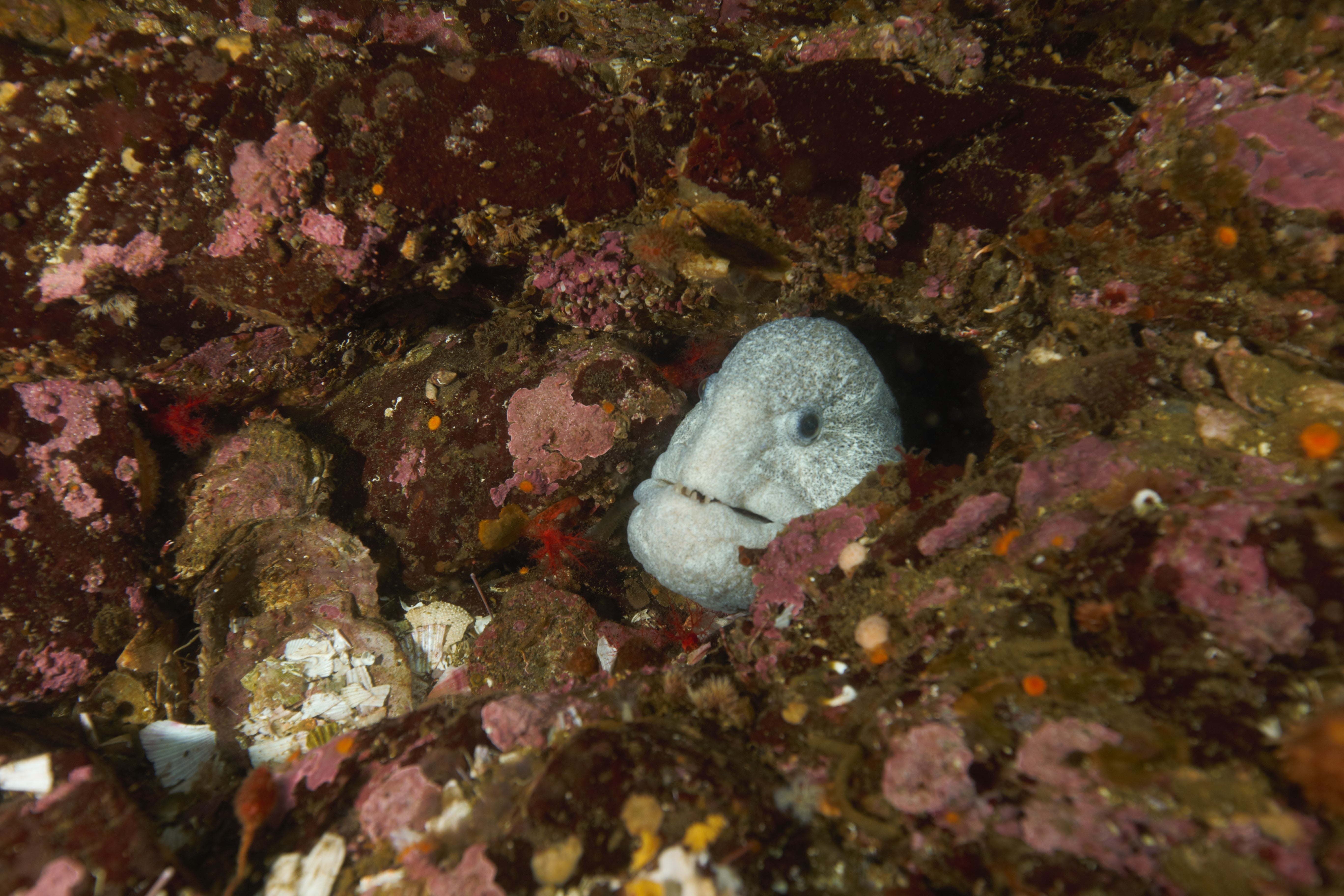 sea life