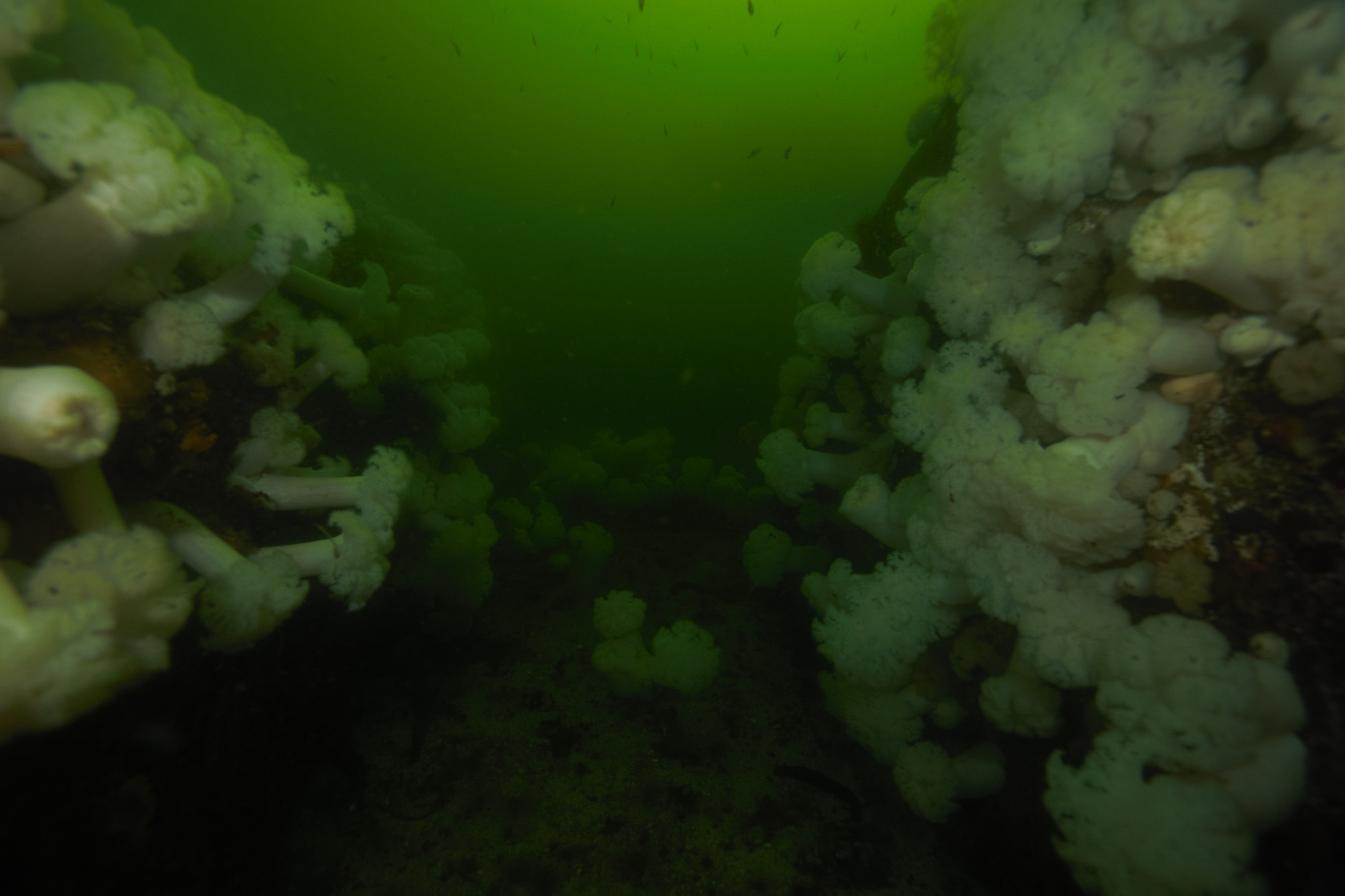 sea mushrooms