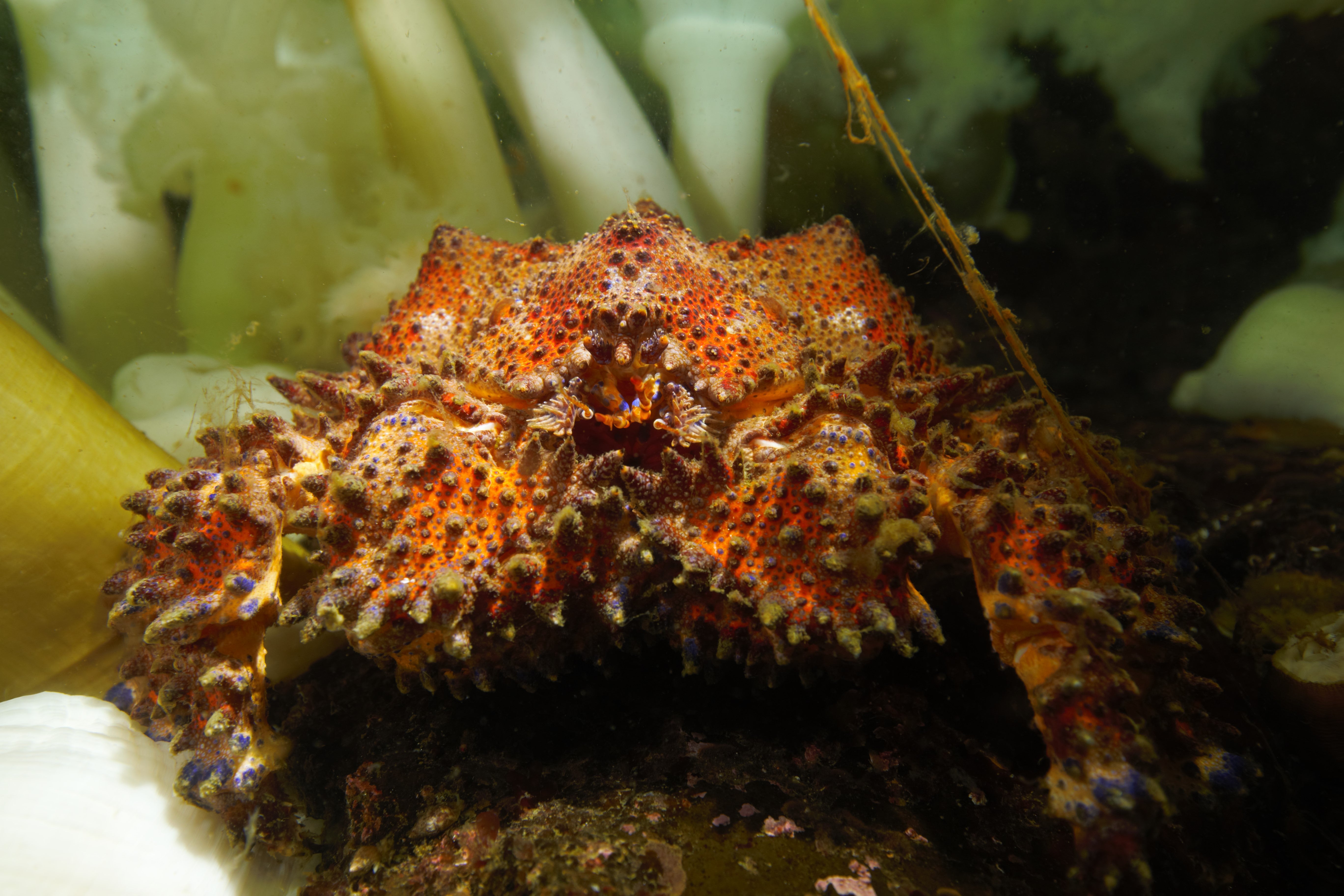 crab