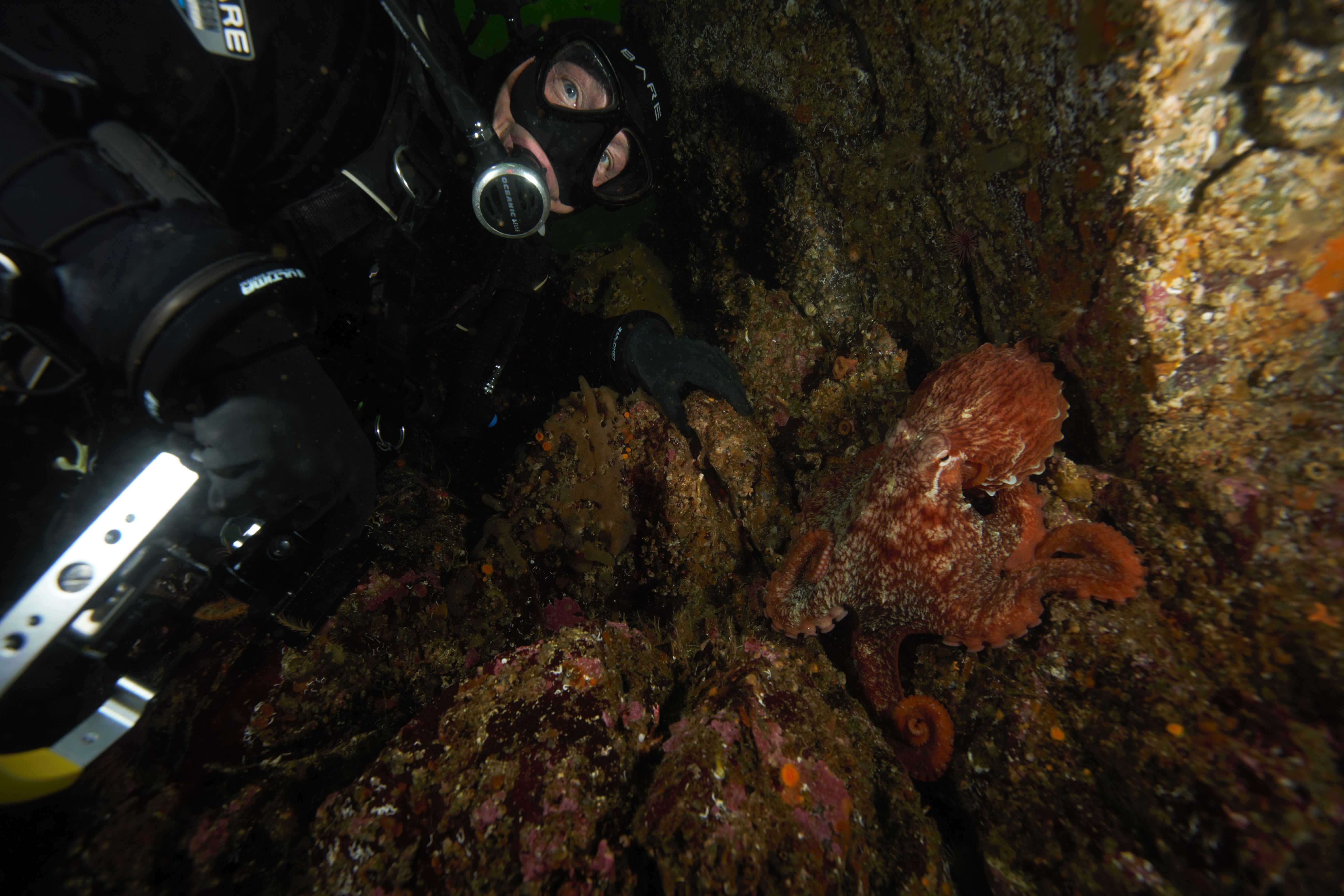ocean divers and octopus