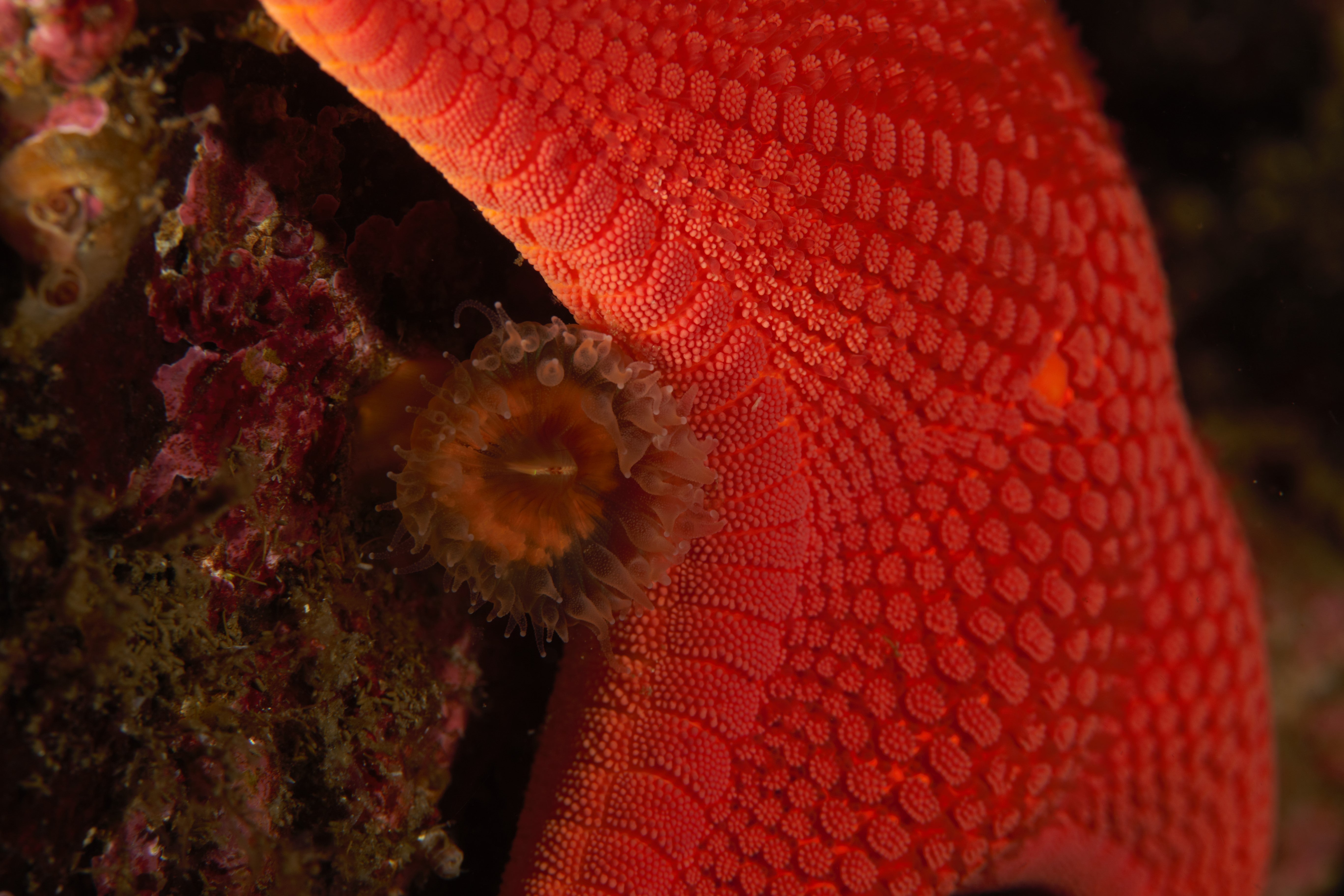sea life and starfish