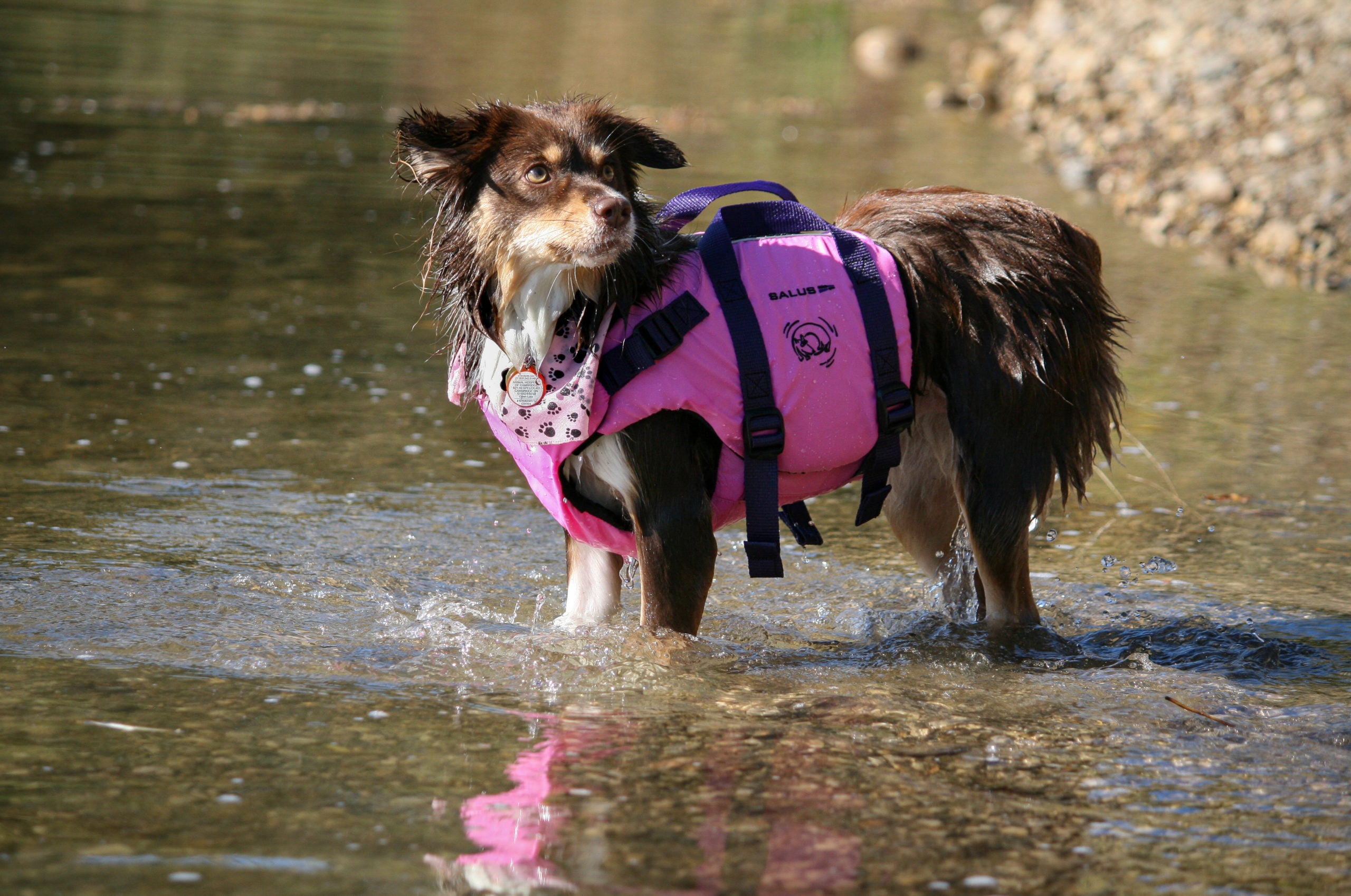 Salus Pink Dog PFD